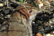 Rufous Bristlebird (Dasyornis broadbenti)